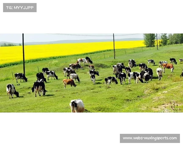 “鄂尔多斯体育中心升级格斗专用场地，草原赛事品牌常态化”